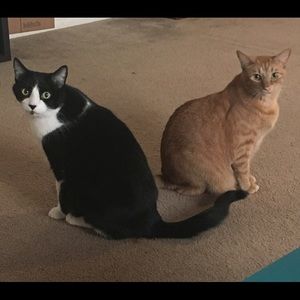 Meet your Posher, Trisha